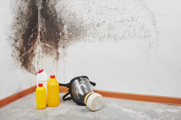 Best Fast Mold Removal  in Milton, WI