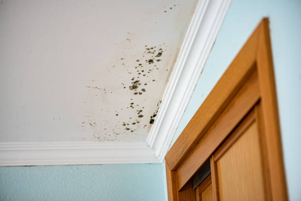 Best Mold Testing and Removal  in Milton, WI