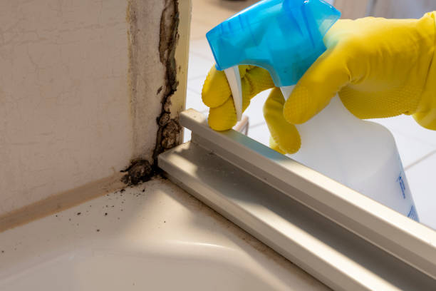 Mold Removal Process in Milton, WI