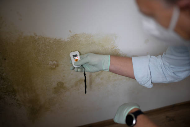 Best Fast Mold Removal  in Milton, WI