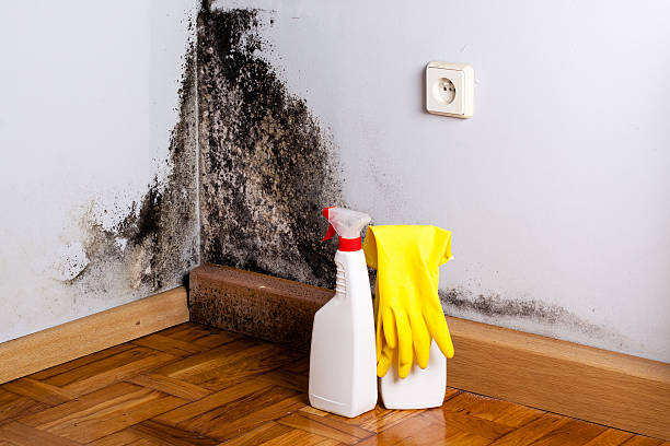 Best Professional Mold Removal  in Milton, WI
