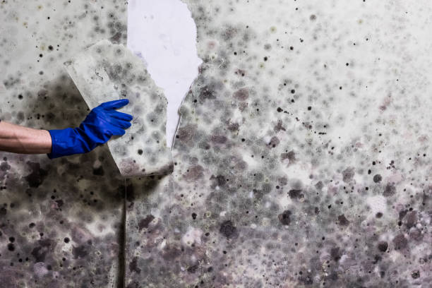 Best Local Mold Removal Service  in Milton, WI